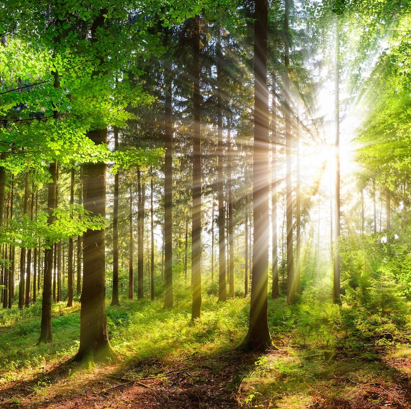 Trees with sunlight